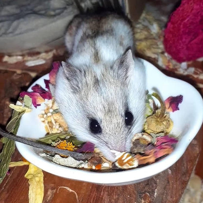 Flower Fusion Treat - Healthy Natural Dried Flower Herbivore Treat - Chinchillas, Guinea Pigs