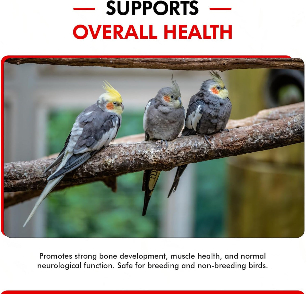 Morning Bird Calcium Plus Liquid Supplement for Birds - Liquid Calcium Formula with Magnesium and
