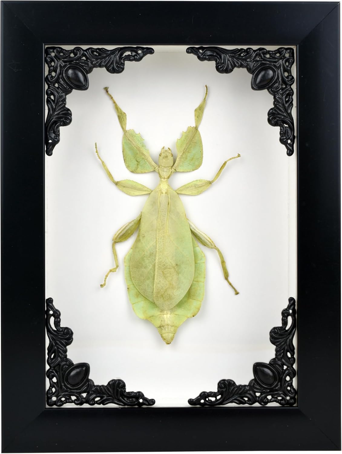 Tarantula or Leaf Insect in Gothic Shadow Box Frame | Mexican Gothic Taxidermy | Witch & Halloween