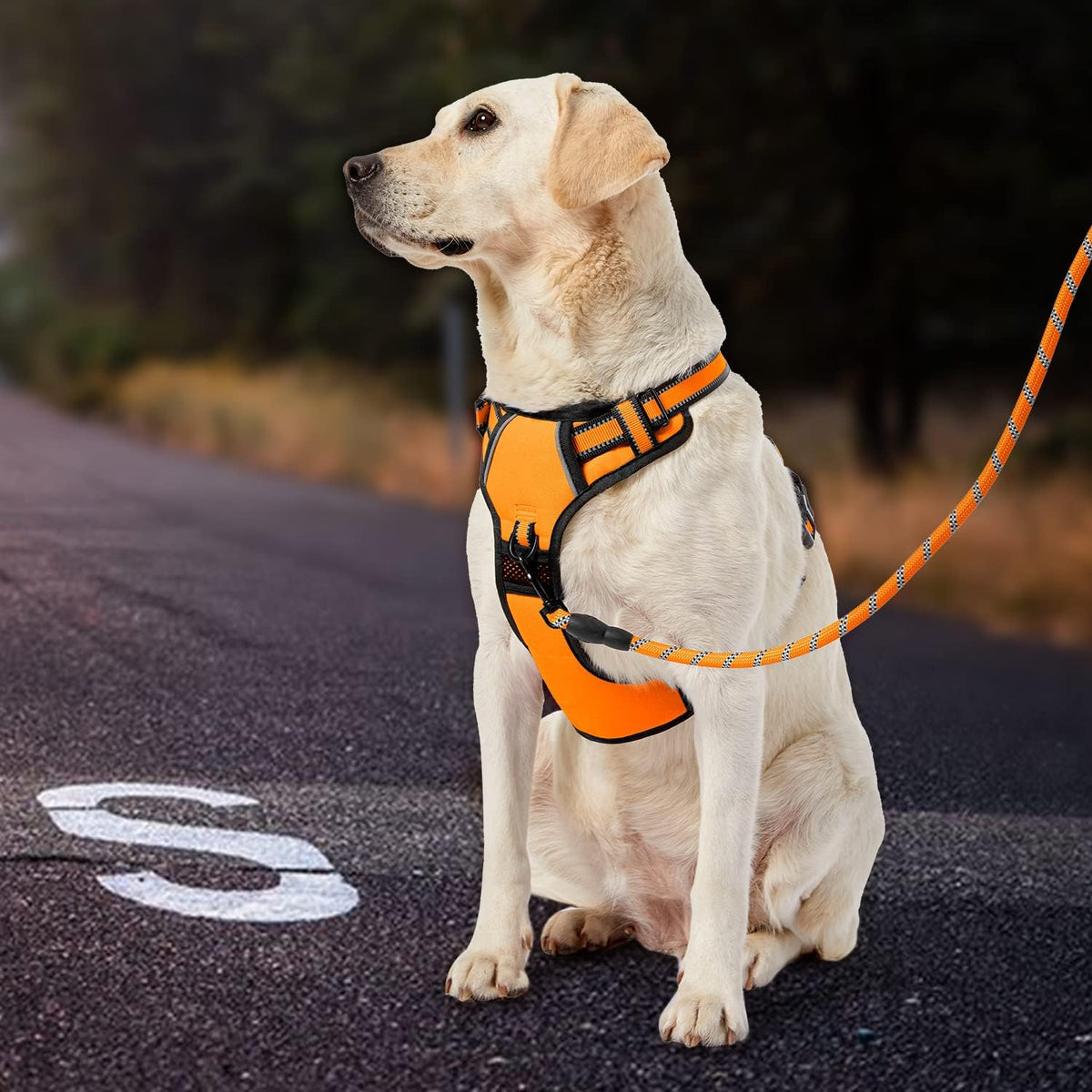 IVY&LANE No Pull Dog Harness for Medium Dogs, Dog Vest Harness with Leash, Safety Belt and Storage