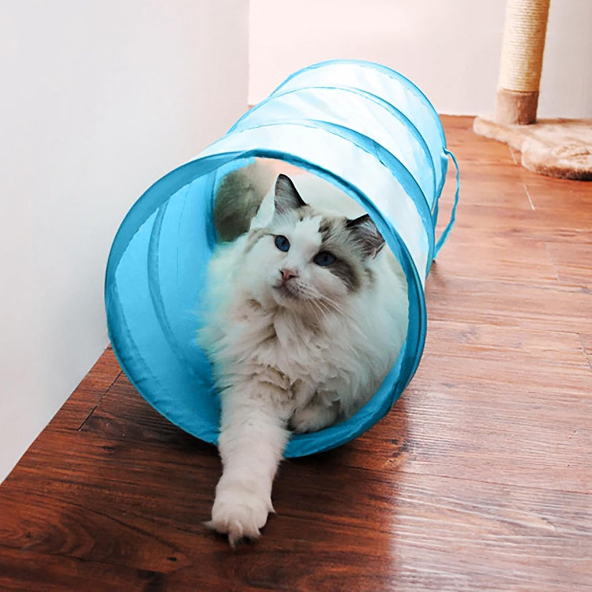 iCAGY Foldable Spiral Cat Tunnel - Indoor Toy for Small Cats, Kittens, and Rabbits - Tube for