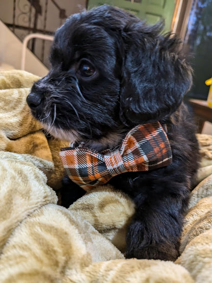 Lionet Paws Halloween Dog Collar with Bowtie - Cute Cotton Adjustable Fall Bowtie Dog Collar with