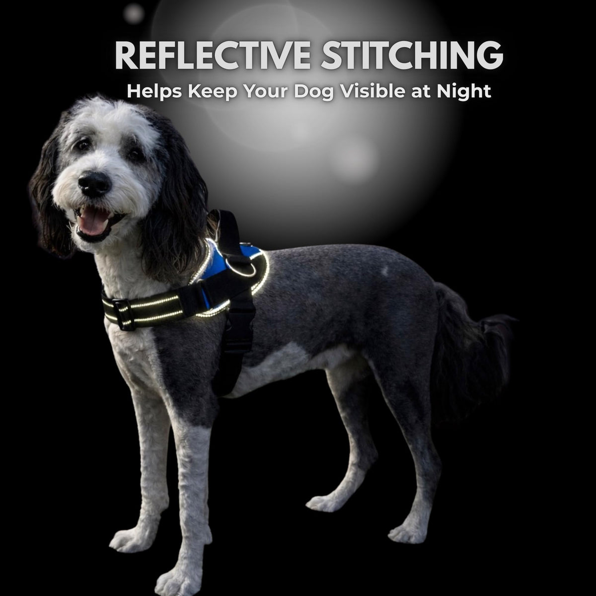 ShawnCo Essential Dog Harness. Chosen for real quality, fits naturally into modern pet homes.