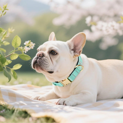 Didog Soft Padded Dog Collars for Small Dogs, Colorful and Durable Dog Collar with Quick Release