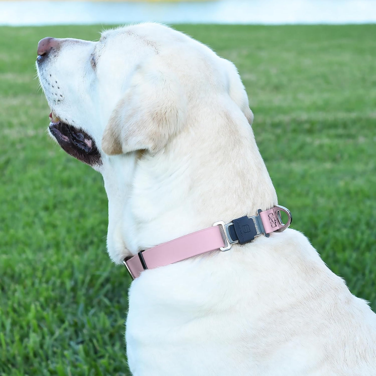 Dogline Biothane Waterproof Dog Collar with Herm Sprenger Stainless Steel Quick Release Buckle