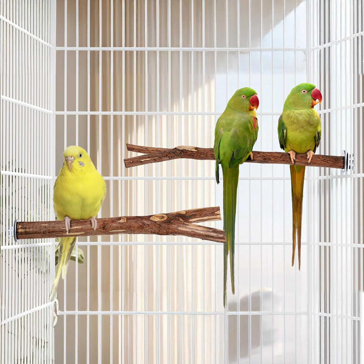 Niteangel Natural Wooden Perches for Bird Cages - Ideal for Cockatiels, Parakeets, Finches & Other