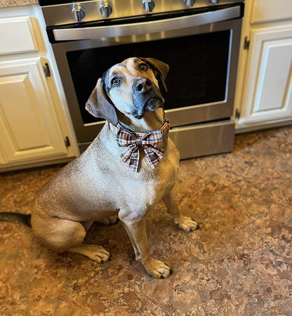 Lionet Paws Halloween Dog Collar with Bowtie - Cute Cotton Adjustable Fall Bowtie Dog Collar with
