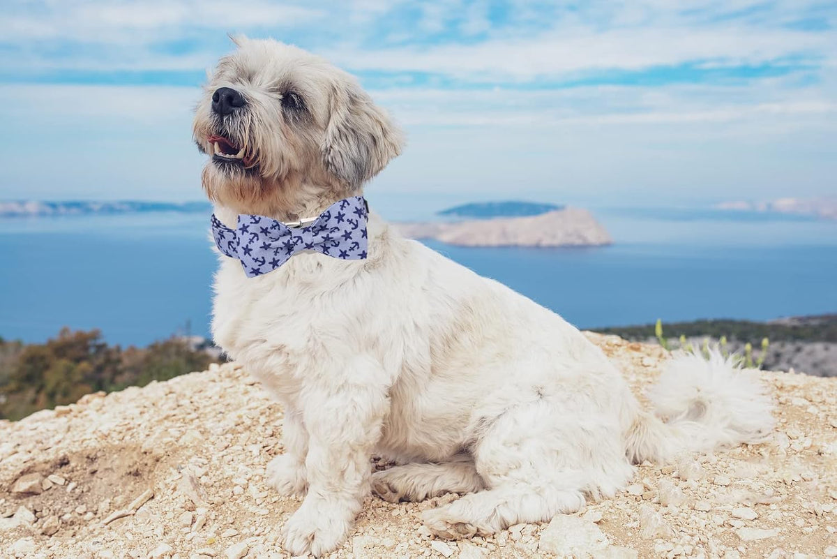 Lionet Paws Dog Collar with Bowtie, Summer Bowtie Collar for Dog,Adjustable Comfortable Dog Collar