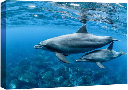 wall26 Canvas Print Wall Art Tropical Ocean Sea Underwater Dolphin Duo Nature Animals Photography