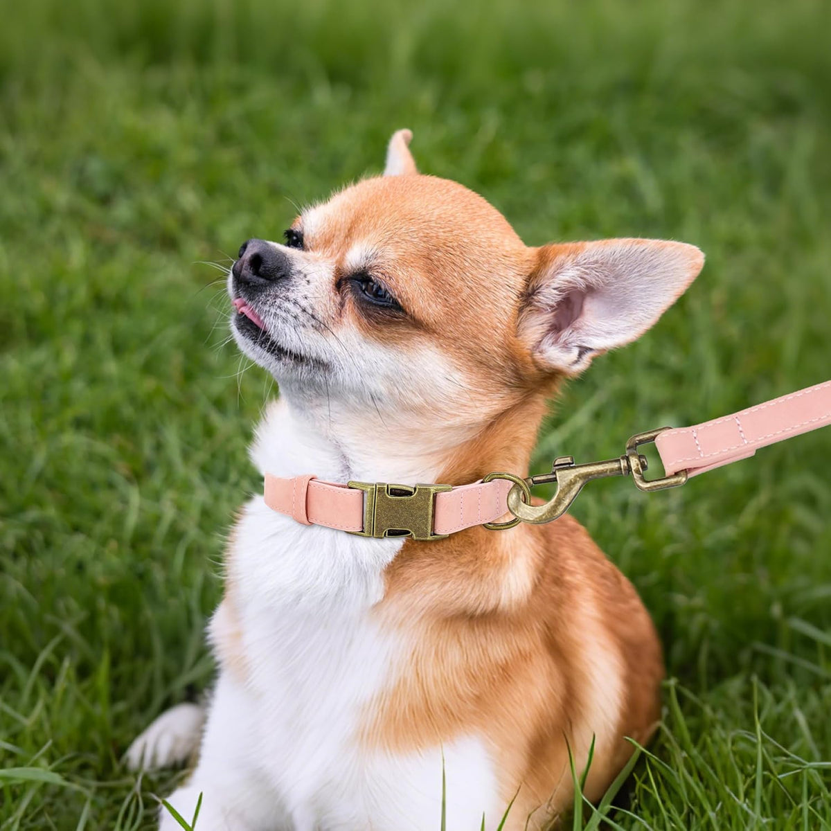 Didog Soft PU Leather Dog Collar, Stylish Quick Released Dog Collars for Small Dogs, Easy Clean