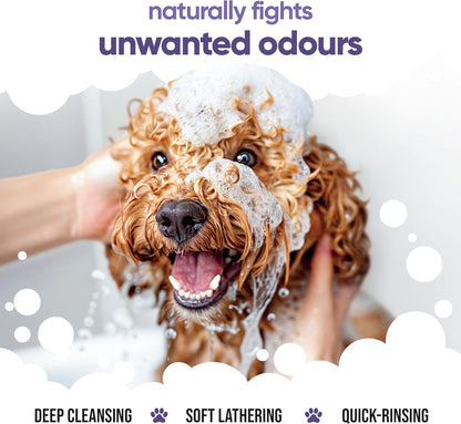 Calming & Deodorising Dog Shampoo by Buddycare | Lavender Scented | with Aloe Vera and Pro Vitamin