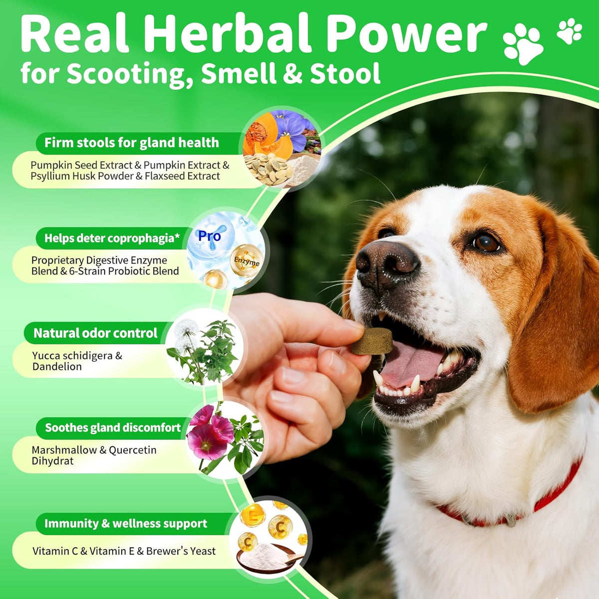 Premium Dog Digestive Enzymes and Probiotics with Pumpkin for Gut Health Support - Daily Chews for