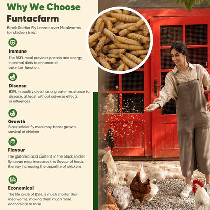 Dried Worms Black Solider Fly Larvae 5LB, Superior to Mealworms Chicken Treat, 86x Calcium Than