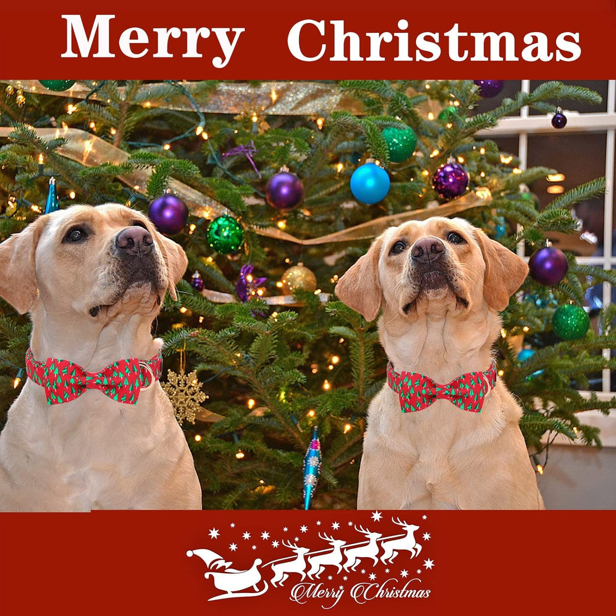 Unique style paws Christmas Dog Collar with Bow Best Winter for Small Medium Large Dogs -Christmas