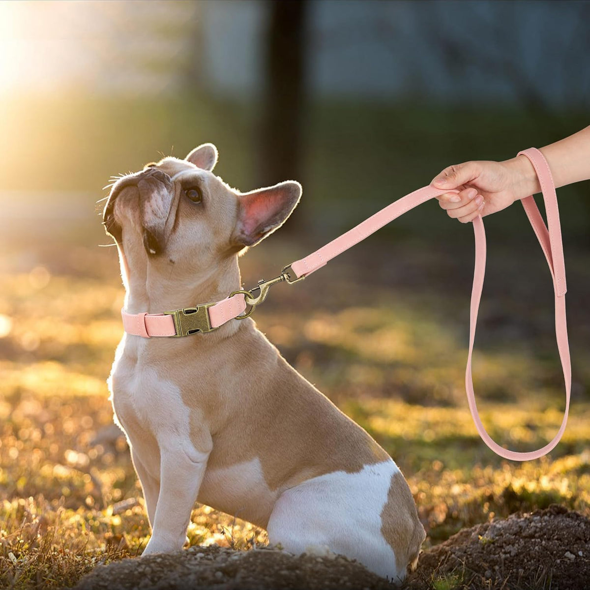 Didog Soft PU Leather Dog Collar, Stylish Quick Released Dog Collars for Medium Dogs, Easy Clean