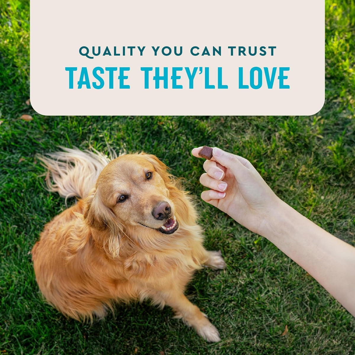 VetIQ Advanced Hip & Joint Chews For Dogs, 60 Count, Chicken Flavored Supplements Made with