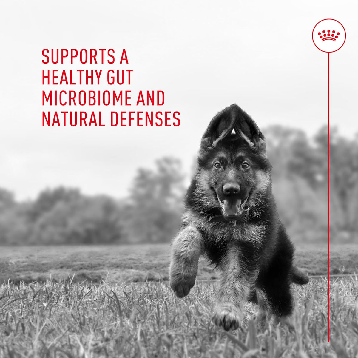 Royal Canin Probiotics for Dogs Digestive and Immune Health Powder Supplement for Dogs of All Ages