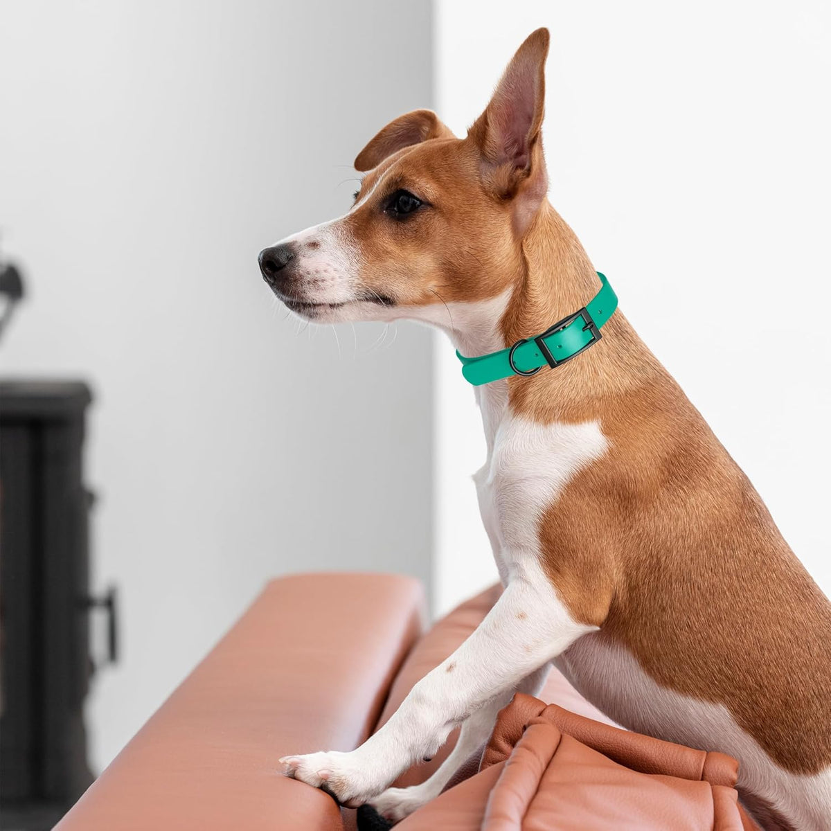 Dogline Biothane Waterproof Dog Collar Strong Coated Nylon Webbing with Black Hardware Odor- Proof