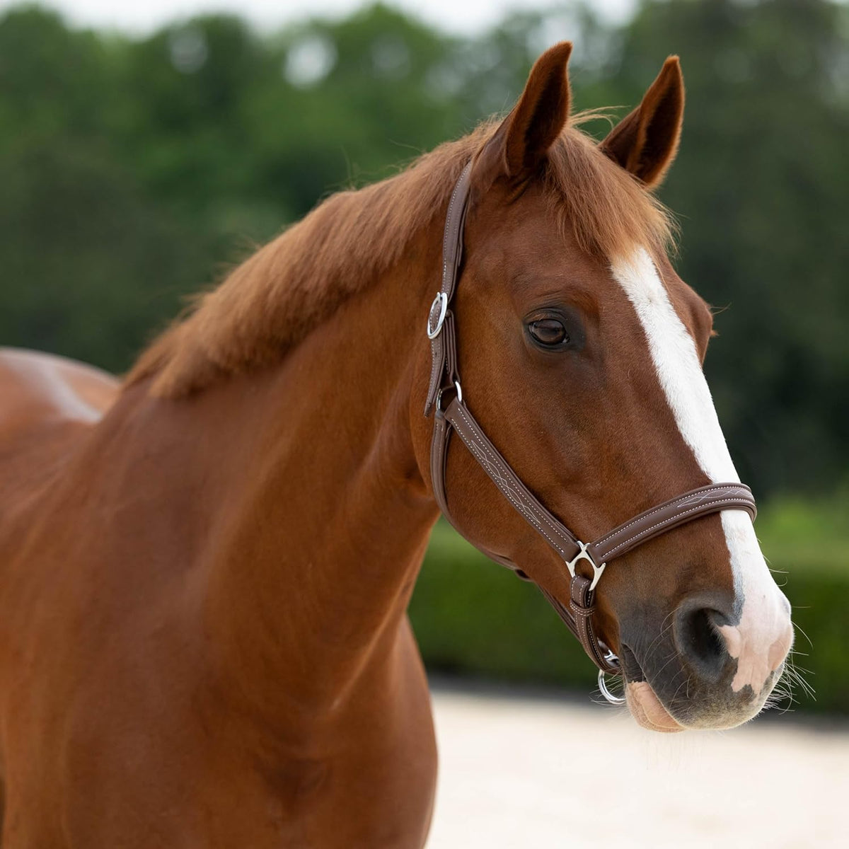 HORZE Warren Soft Adjustable Genuine Leather Horse Halter | Stainless Steel Hardware - Light Brown