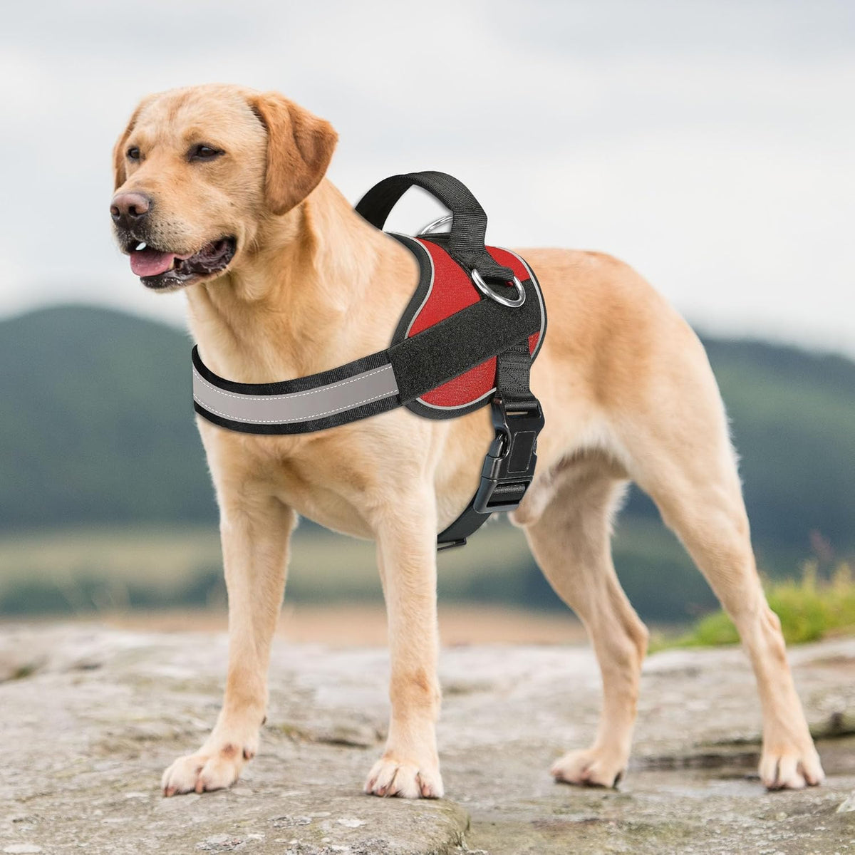 Haapaw Essential Dog Harness, No Pull Pet Vest with 3 Leash Clips, No Choke, Reflective, Adjustable