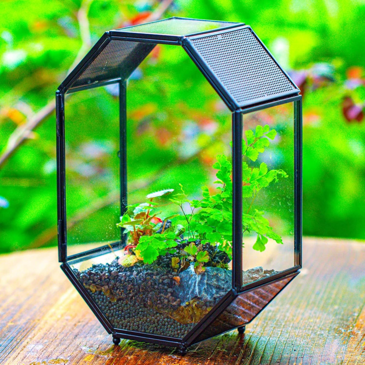 NCYP Glass Enclosure Terrarium with Mesh and Door for Jumping Spiders, Snails, Insects - Octagon