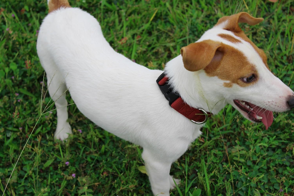 Mikivery Nylon Dog Collar with Quick Release Buckle Soft Adjustable Sturdy for Small Medium Large