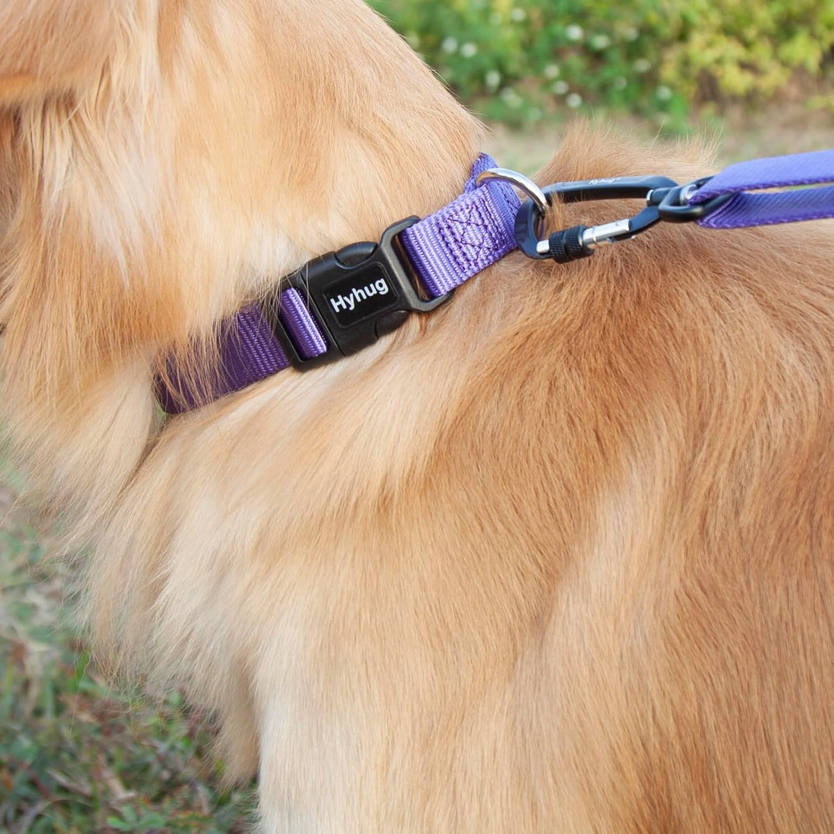 Hyhug Pets Solid Color Classic Regular Heavy Duty Basic Collar for Small Dogs, Unique Design