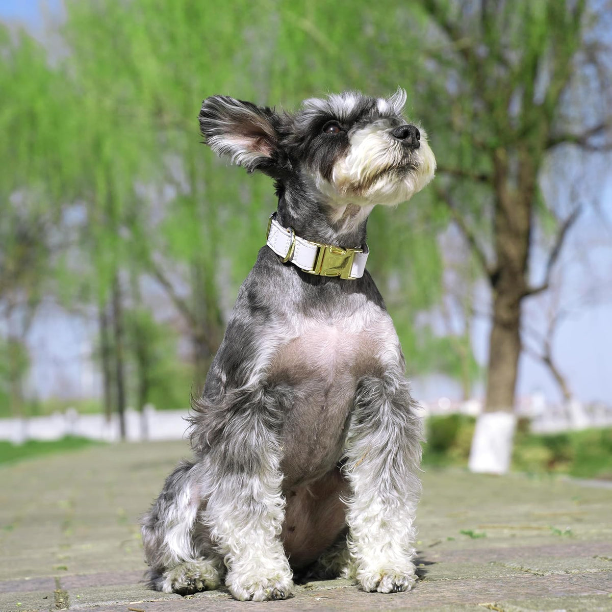PET ARTIST Soft PU Leather Dog Collar for Small Dogs, Bright & Classic Nylon Padded Durable Dog