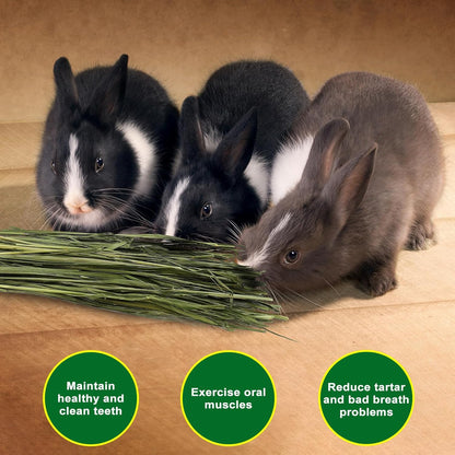Premium Oat Hay for Pets - Dust Free Natural Green Fresh Pet Food Hay for Rabbits, Guinea Pigs