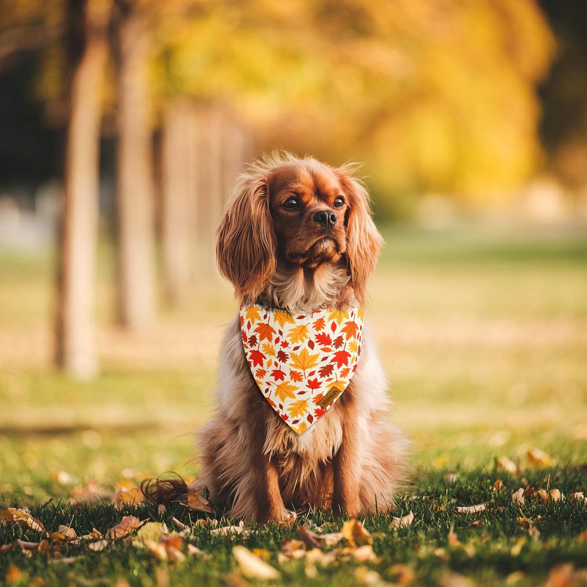 Fall Dog Bandanas - 2 Pack Halloween Thanksgiving Dog Bandana | Reversible Pumpkin and Leaf Pet