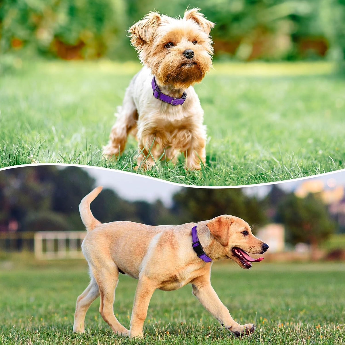 Reflective Dog Collar Padded with Soft Neoprene Breathable Quick Release Basic Dog Collars for