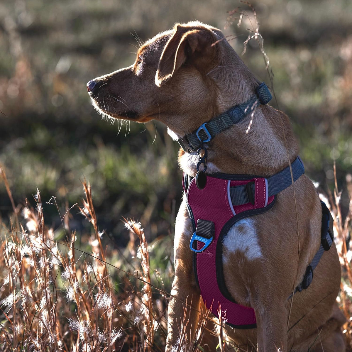 Embark Adventure Dog Harness, Reflective Trim No Pull Dog Harness for Large Dogs - Military Grade