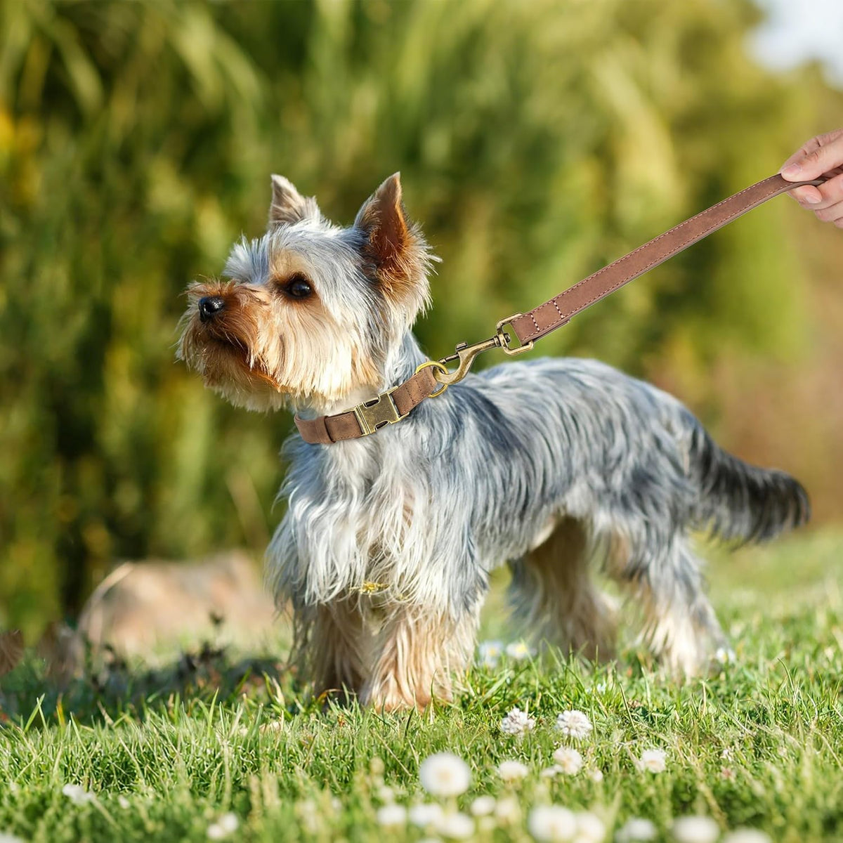 Didog Soft PU Leather Dog Collar, Stylish Quick Released Dog Collars for Small Dogs, Easy Clean