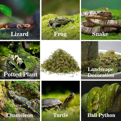 Sukh Sphagnum Moss for Reptiles - Terrarium Reptiles Moss Green Dried Peat Moss Habitat Bedding