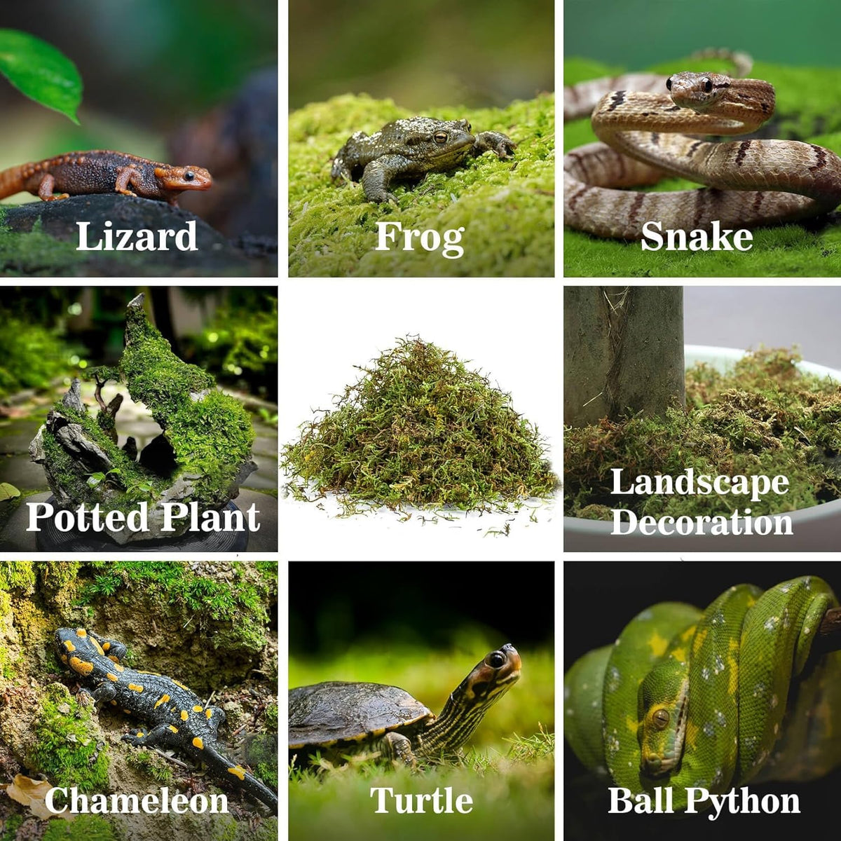 Sukh Sphagnum Moss for Reptiles -Terrarium Moss for Reptiles Peat Moss for Reptiles Habitat Bedding