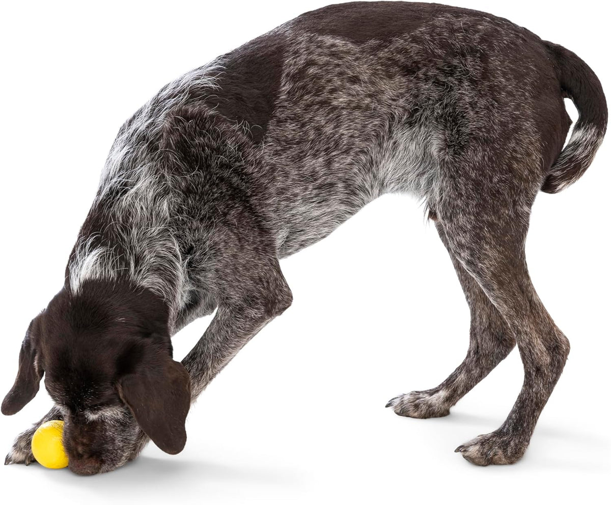 WEST PAW Boundr Ball Dog Fetch Toy – Bouncing Toys for Dogs, Fetch, Catch, Chewing, Play