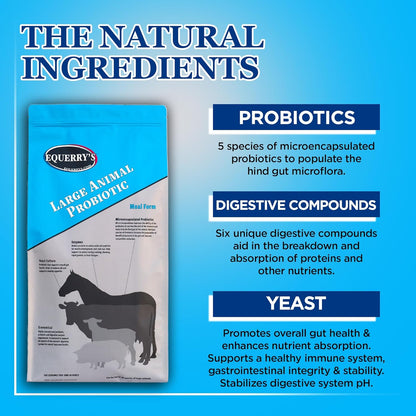 Equerry's Large Animal Probiotic | Supplements for Gut Health and Nutrient Absorption | Probiotics