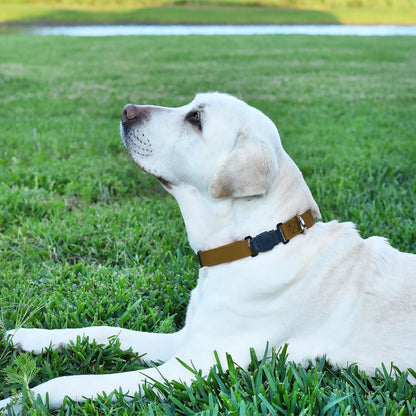 Dogline Biothane Waterproof Dog Collar with Herm Sprenger Stainless Steel Quick Release Buckle