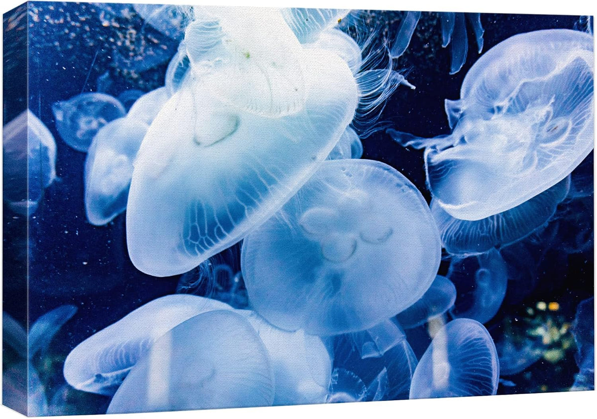 wall26 Canvas Print Wall Art Translucent X-Ray Tropical Ocean Jellyfish Nature Animals Photography