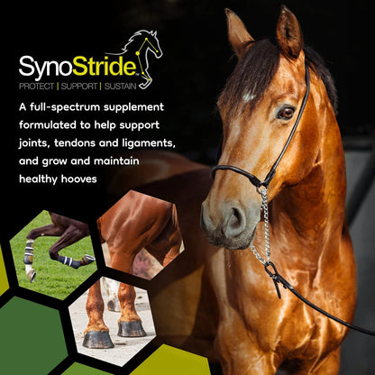 SynoStride All Natural, All-in-one, Joint and Hoof Health Supplement for Horses, Powder with