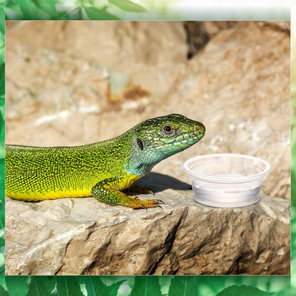 Maxcheck 1000 Pcs 0.5 oz Gecko Feeding Cups Small Gecko Food and Water Cups Reptile Feeding Bowls