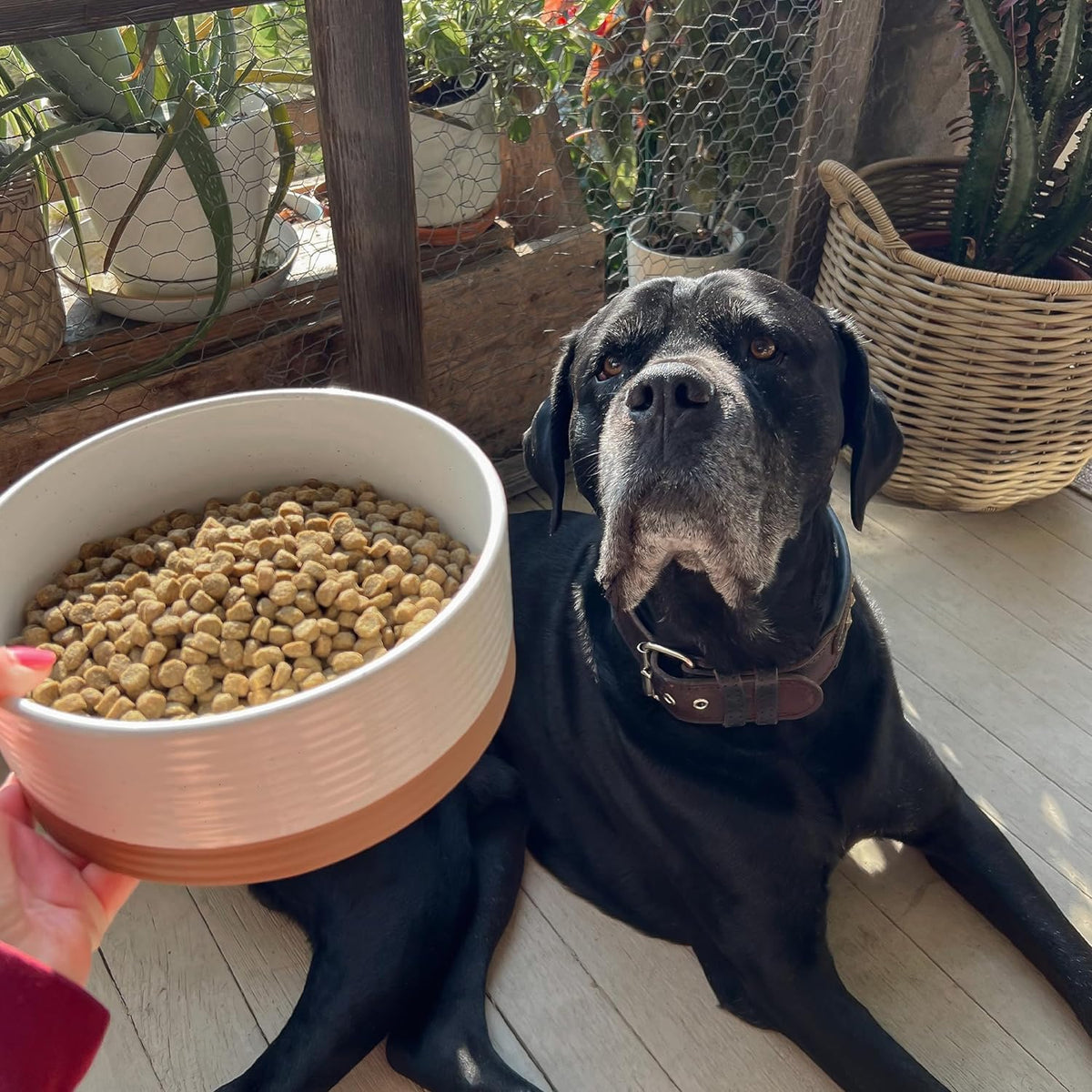 Mora Ceramic Pet Bowl - Large Food/Water Dish for Large Dogs, Cats, Great Dane, Mastiff - 50oz or 8
