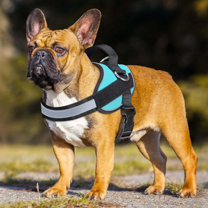 Haapaw Essential Dog Harness, No Pull Pet Vest with 3 Leash Clips, No Choke, Reflective, Adjustable
