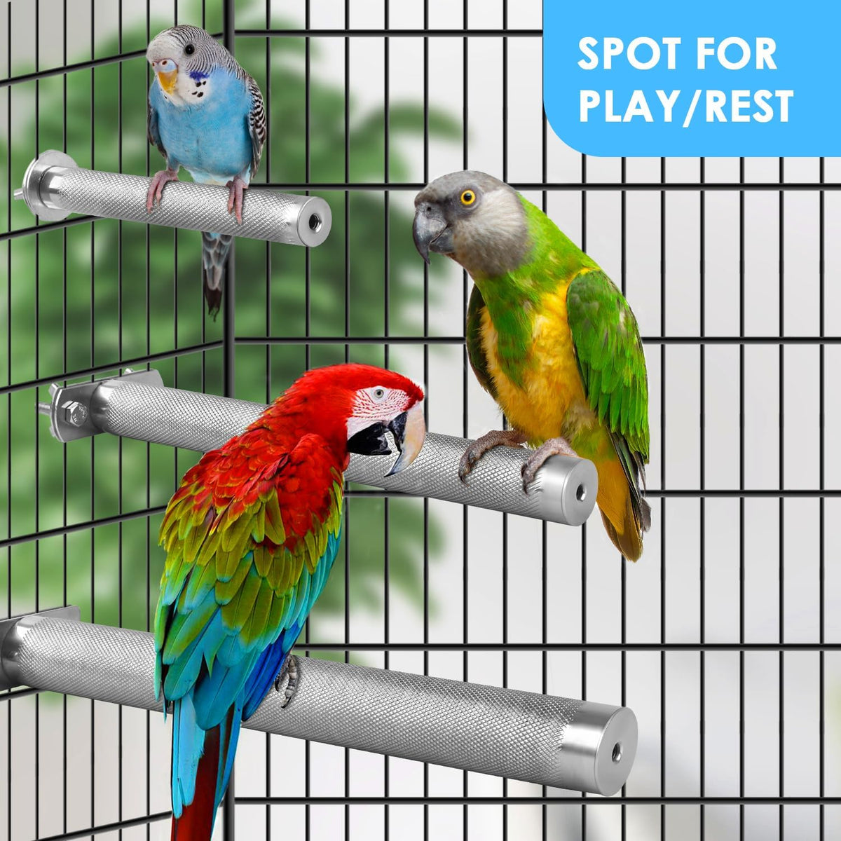 KATUMO Conure Perch - Stainless Steel Bird Stand Rough-surfaced Branch for Small Birds (6 x 0.7