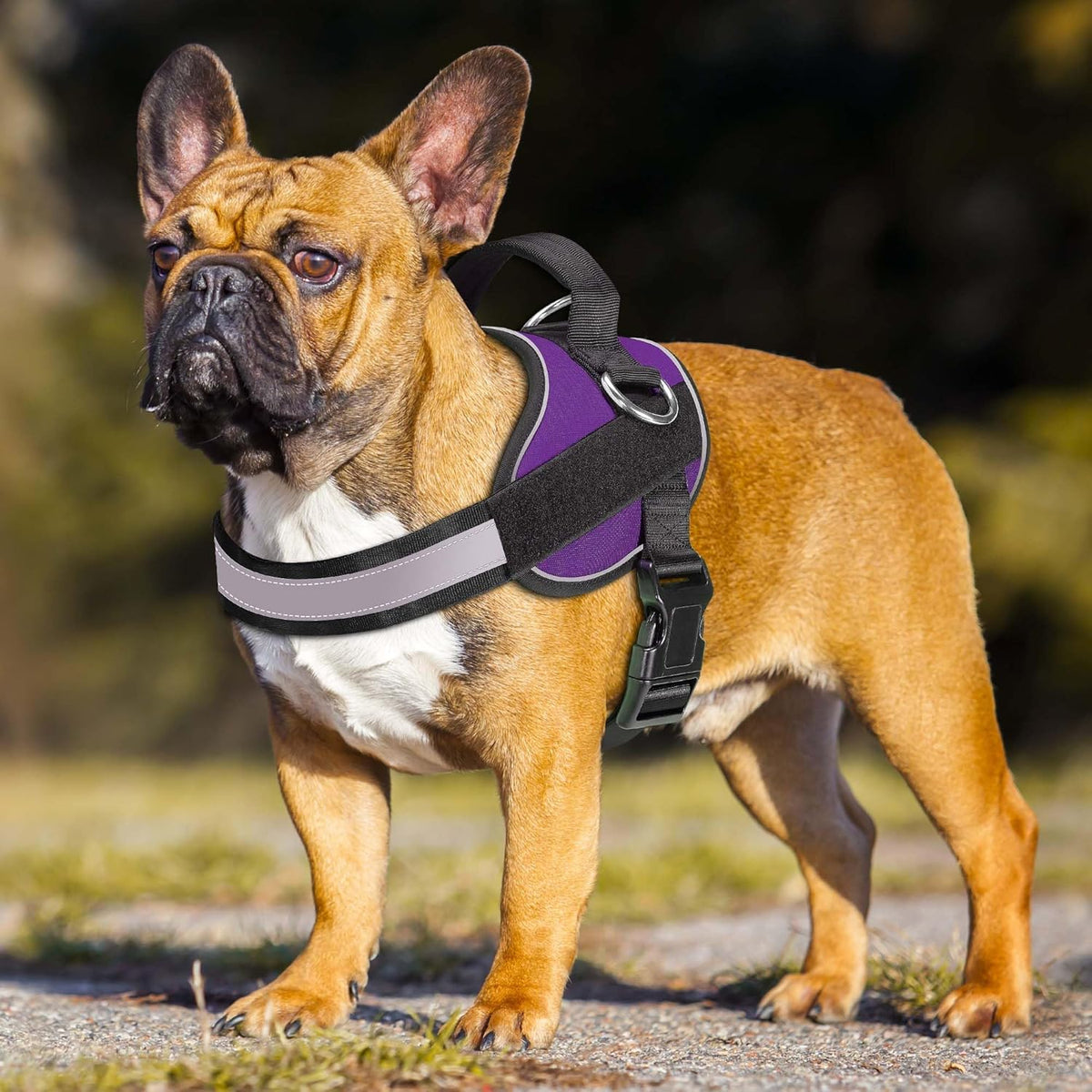 Haapaw Essential Dog Harness, No Pull Pet Vest with 3 Leash Clips, No Choke, Reflective, Adjustable