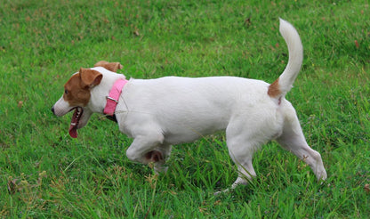 Mikivery Nylon Dog Collar with Quick Release Buckle Soft Adjustable Sturdy for Small Medium Large