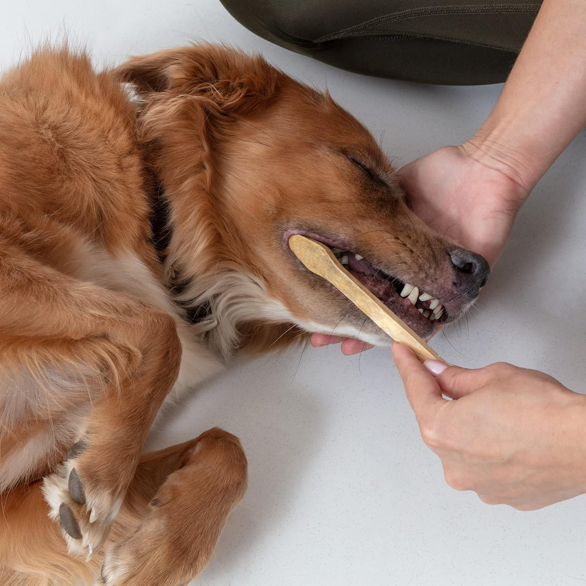 Dog Toothbrush I 4-Pack Two Sided Bamboo Toothbrush for Small and Large Dogs & Cats I Soft Bristles
