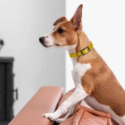 Dogline Biothane Waterproof Dog Collar Strong Coated Nylon Webbing with Black Hardware Odor- Proof