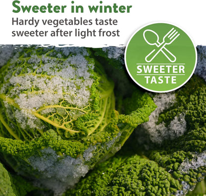 HOME GROWN 12 Winter Vegetable Seeds 𝗡𝗢𝗡-𝗚𝗠𝗢 Heirloom,Fall & Winter Vegetable Seeds for