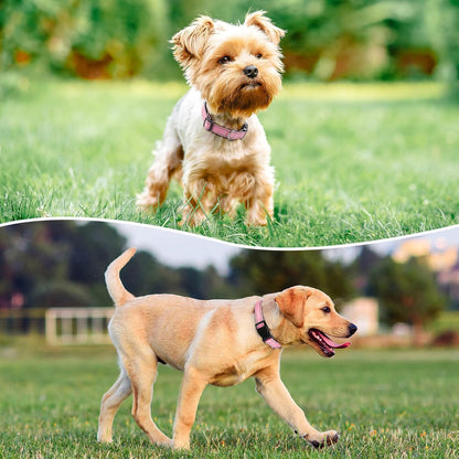 Reflective Dog Collar Padded with Soft Neoprene Breathable Quick Release Basic Dog Collars for